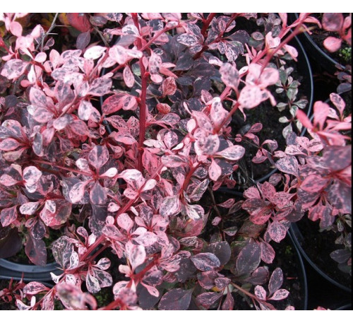 Барбарис Тунберга Арлекін (Berberis thunbergii Harlequin)